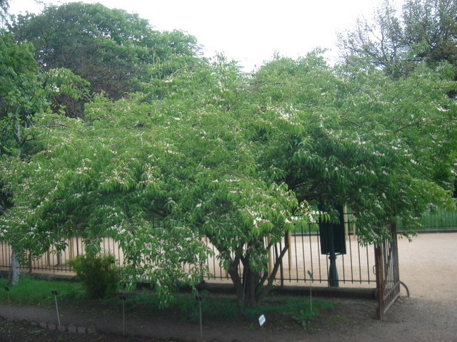 Lonicera maackii var.podocarpa P24